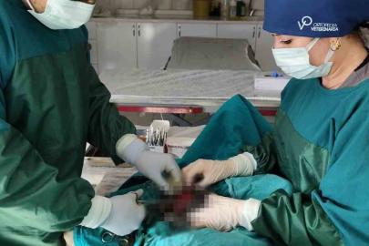 Mardin Hayvan Bakımevinde köpekteki 1 kiloluk tümör operasyonla alındı