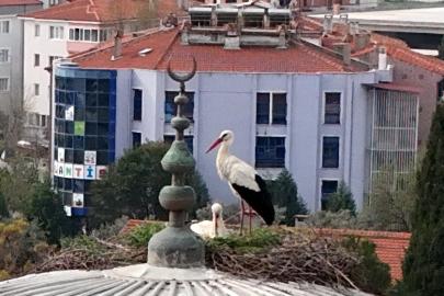 Menteşe’nin sadık misafirleri geldi, 30 yıllık gelenek bozulmadı