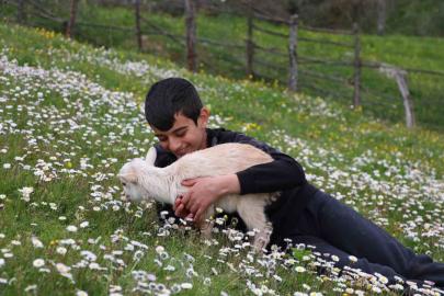 Minik çobanlar Lapseki’de kıyasıya yarışacak