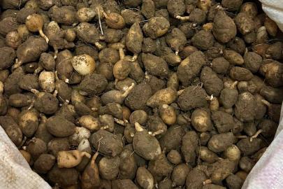 Nesli tehlike altındaki bitkinin yumrularını söken kişiye yarım milyonluk ceza