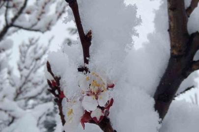 Nisan karı mahalleyi beyaza bürüdü