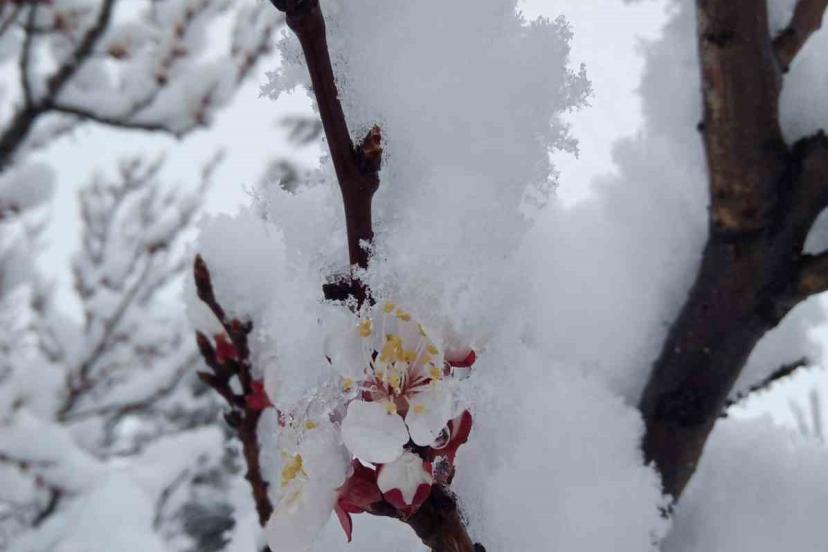 Nisan karı mahalleyi beyaza bürüdü