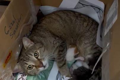 Okulun maskot kedisi yavrularını öğretmenler odasına taşıdı