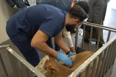 OMÜ Hayvan Hastanesi 2025’te 30 binden fazla vakaya müdahale etti