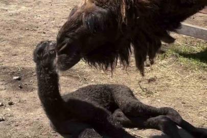 Ormanya’da doğan yavru deve için renkli kutlama
