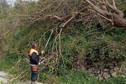 Osmaniye’de fırtına etkili oldu, devrilen ağaçlar yolları kapattı