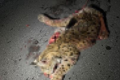 Otomobilin çarptığı koruma altındaki vaşak telef oldu