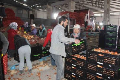 Pazarın en ucuzu soğan Amasya’dan Avrupa’ya gönderiliyor