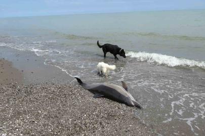 Sahile vuran ölü yunuslar tedirgin ediyor