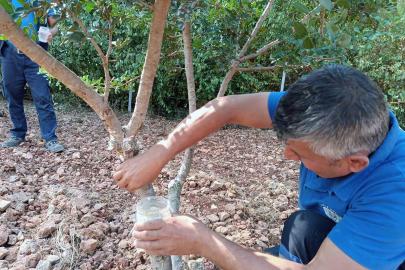 Sakız’dan farklı ürünler üretilmeye başlandı