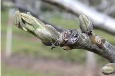 Salihli’de ceviz üreticilerine antraknoz uyarısı