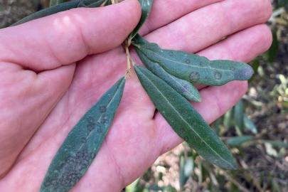 Salihli’de ‘Halkalı leke’ uyarısı