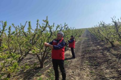 Salihli’de meyve üreticilerine ’Çil ve filiz güvesi’ uyarısı