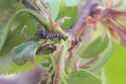 Salihli’de üreticiye kritik uyarı! Meyve ağaçlarında hastalık alarmı