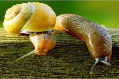 Salyangoz ve sümüklü böcek uyarısı