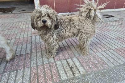 Sanayide tüyleri kirlenen beyaz köpek adeta kapkara oldu