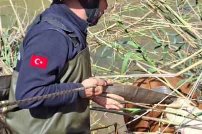 Şanlıurfa’da tahliye kanalına düşen 2 inek kurtarıldı