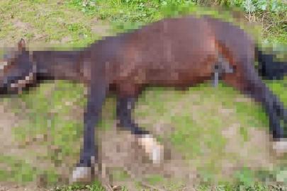 Şanlıurfa’da yıldırım isabet eden at telef oldu