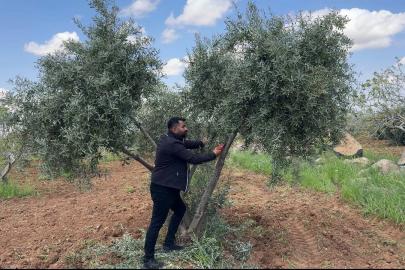 Şanlıurfa’da zeytin üreticilerine kritik uyarı