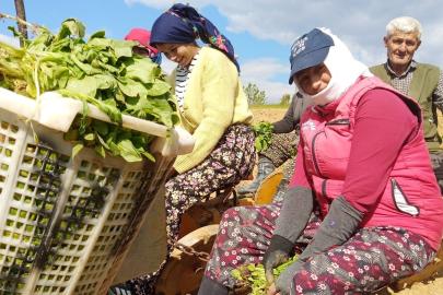 Sarıgöl’de tütün dikimi başladı