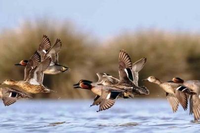 Savcının objektifinden yaban hayatı