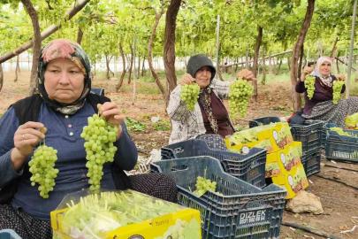 Silifke’de sezonun ilk üzümü hasat edildi, kilosu 600 TL’den ihraç edildi