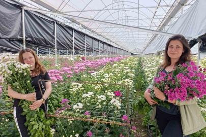 Simav’da jeotermal seralarda kasımpatı hasadı başladı