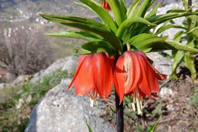 Sincik dağlarında açan ters laleler hayran bırakıyor