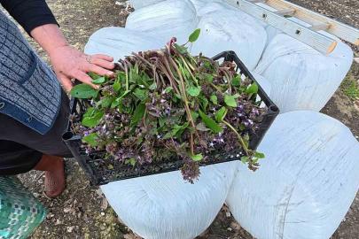 Sinop’ta bahar aylarının lezzeti: Zılbıt pazarlarda ilgi görüyor