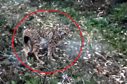 Sinop’ta vaşak görüntülendi