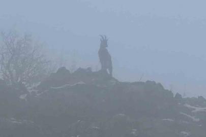 Sisli havada dağ keçileri eşsiz görüntüler oluşturdu