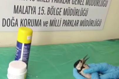 Sivas’ta bitkin halde bulunan ağaçkakan, tedavi edilip doğaya salındı