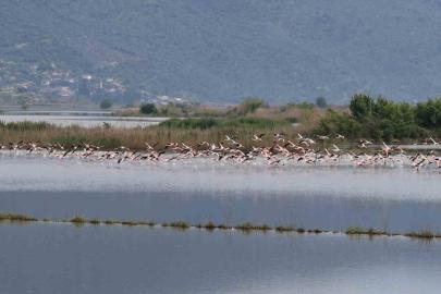 Su altında kalan arazilerde flamingolar görsel şölen oluşturdu