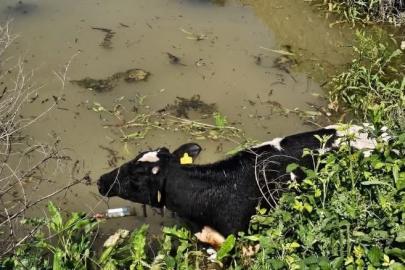 Su kanalına düşen inek itfaiye ekipleri tarafından kurtarıldı