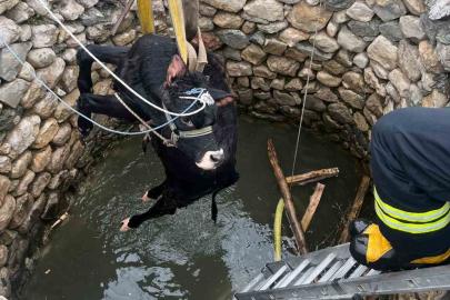 Su kuyusuna düşen inek itfaiye ekiplerince kurtarıldı