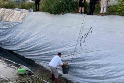 Sulama havuzuna düşen 5 yavru köpeği belediye ekipleri kurtardı