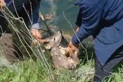 Sulama kanalına düşen karacayı vatandaşlar kurtardı