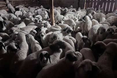 Sürülerde bahar hareketliliği: Kuzular annelerini böyle buldu