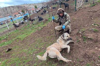 Sürünün muhafızı çoban köpekleri, çobanlara can dostu oluyor