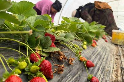 Tarla ile market rafları arasındaki farka üretici bile inanamıyor