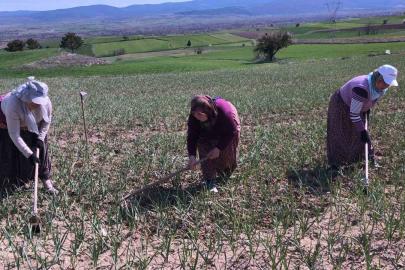 Taşköprü sarımsağı tarlalarındaki zararlı otları tek tek topluyorlar