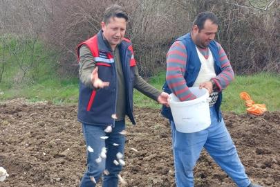 Tavşanlı ’Köprücek Sarımsağı’ artık çiftçilere ciddi gelir sağlıyor