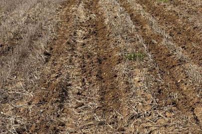 Tekirdağ’da ayçiçeği tohumları anıza ekim yöntemiyle toprakla buluştu