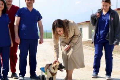 Tekirdağ’da can dostları için 10 bin metrekarelik yaşam alanı