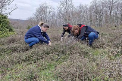 Tekirdağ’da süne zararlısına karşı saha çalışmaları başlatıldı