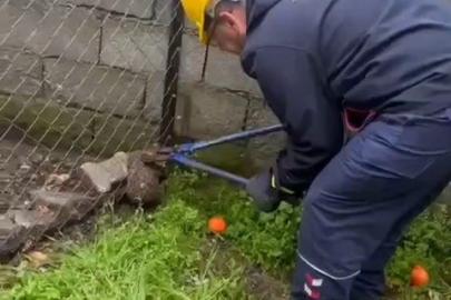 Tel örgüye sıkışıp, mahsur kalan kirpi kurtarıldı
