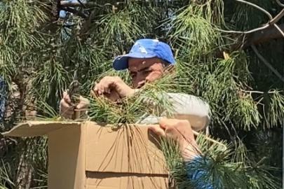 Tokat’ta ağaca oğul veren arıları ekipmansız topladı