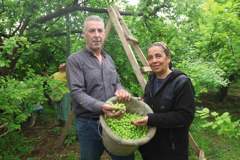 Turfanda can eriği Avrupa ülkelerine ihraç ediliyor