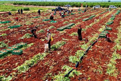Turfanda patateste hasat başladı