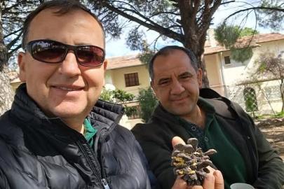 Türkiye çam balı üretiminde dünya birincisi